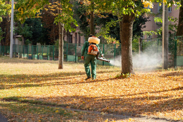 Best Termite Control Services  in Cache, OK